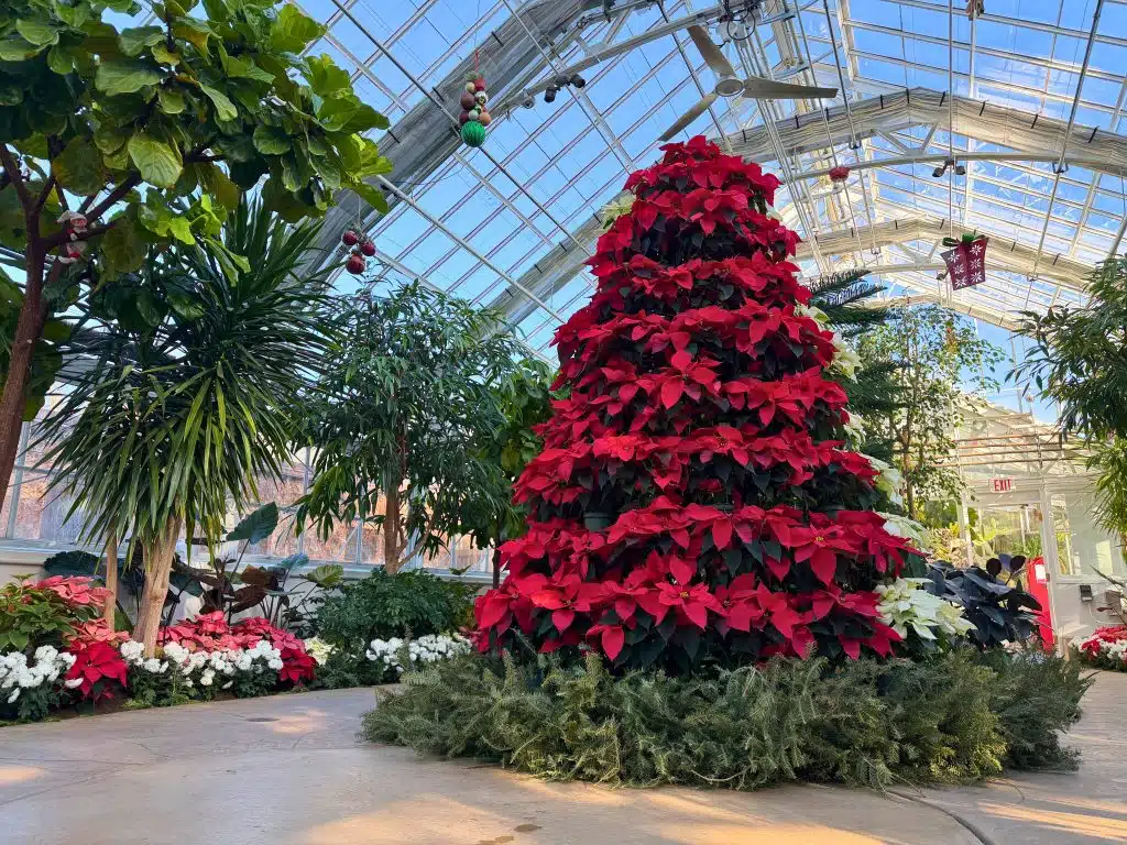 Hey Elmhurst! - Christmas in Elmhurst, IL - Wilder Park Conservatory Poinsettia Tree